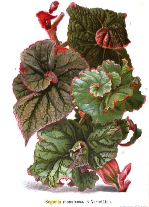 B. Un-named rex cv.